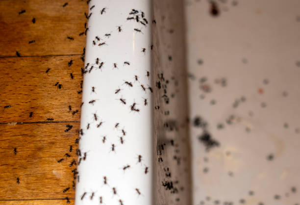 Reliable Wilson, OK Pest Control Solutions