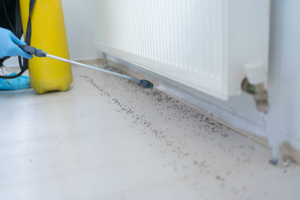 Best Local Pest Control Services  in Wilson, OK